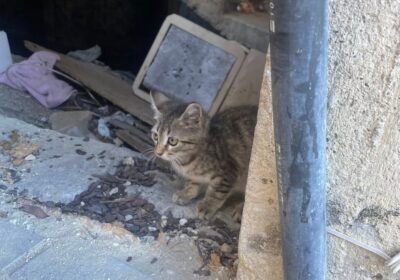 Карах по пътя тази сутрин и колите пред мен минаваха върху нещо черно…То минаваше между гумите им, затова си помислих, че е някаква кутия