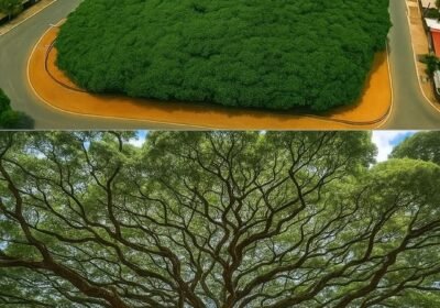 В Бразилия има дърво, чиято корона изглежда като малка гора и е с големината на цял квартал