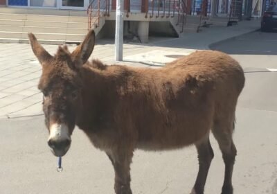 Трогателна история разчувства мрежата: Възрастен човек вече 3 години обгрижва сляпото си магаре, причината ще ви трогне